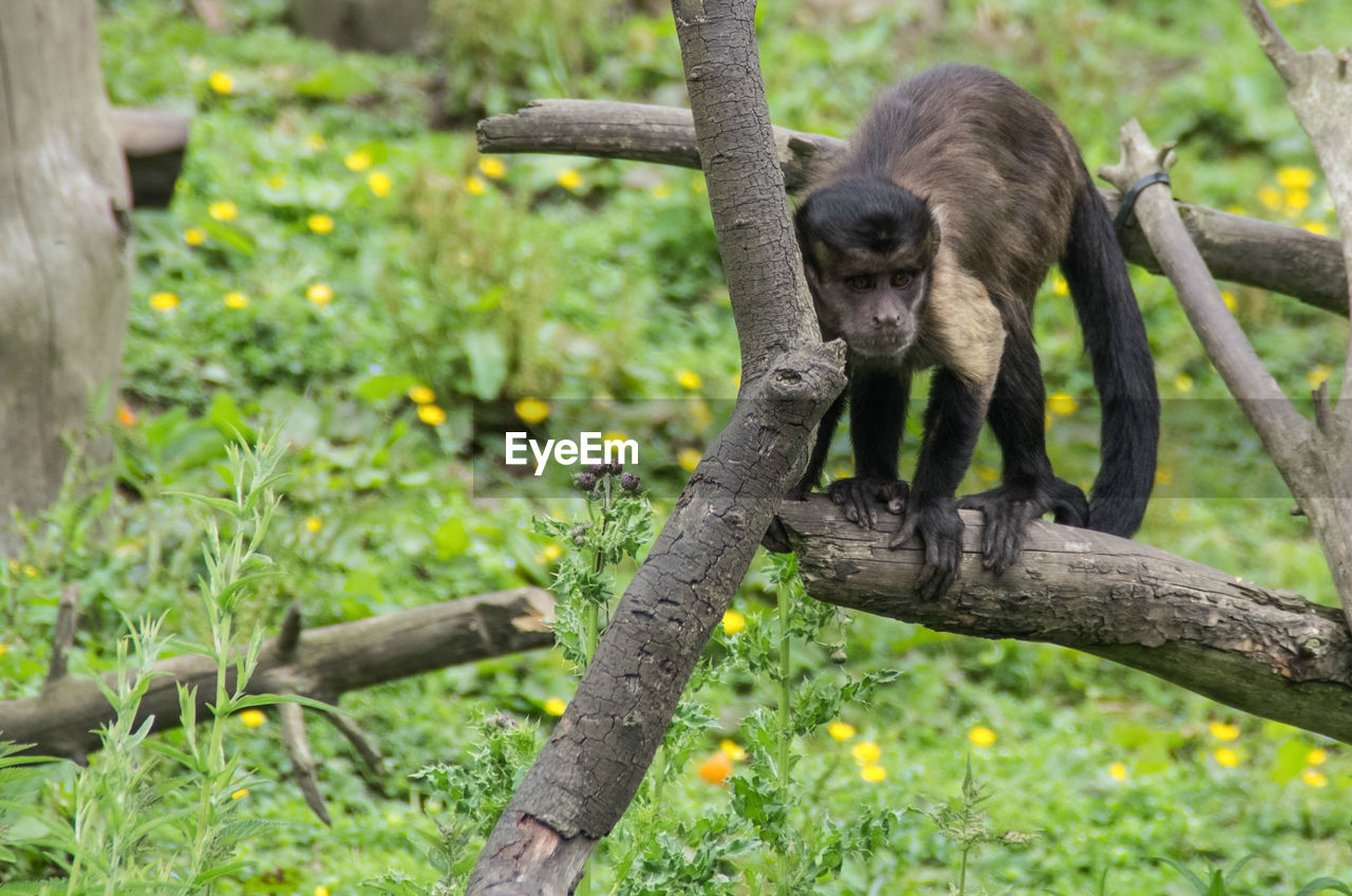 High angle view of monkey standing on branch