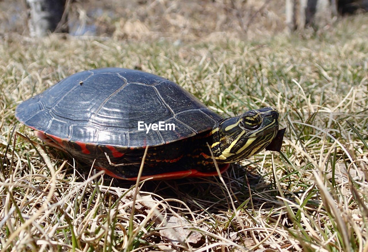 CLOSE-UP OF A TURTLE ON FIELD