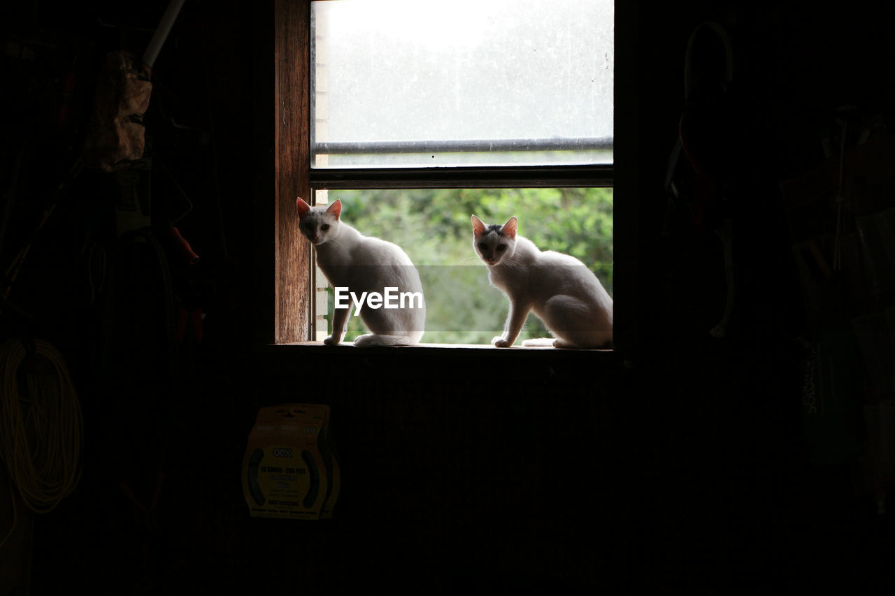 CATS ON WINDOW