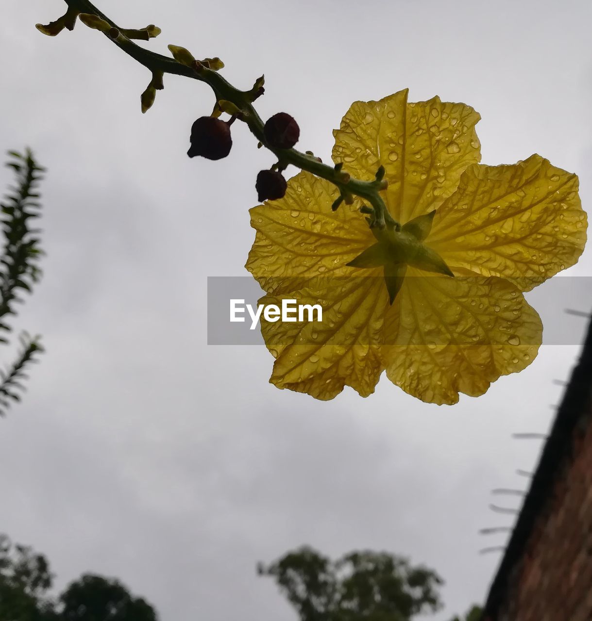 LOW ANGLE VIEW OF PLANT AGAINST SKY