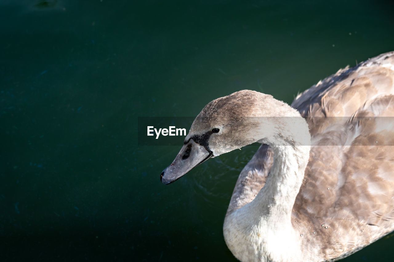 A yearling swan - hardly a cygnet anymore 