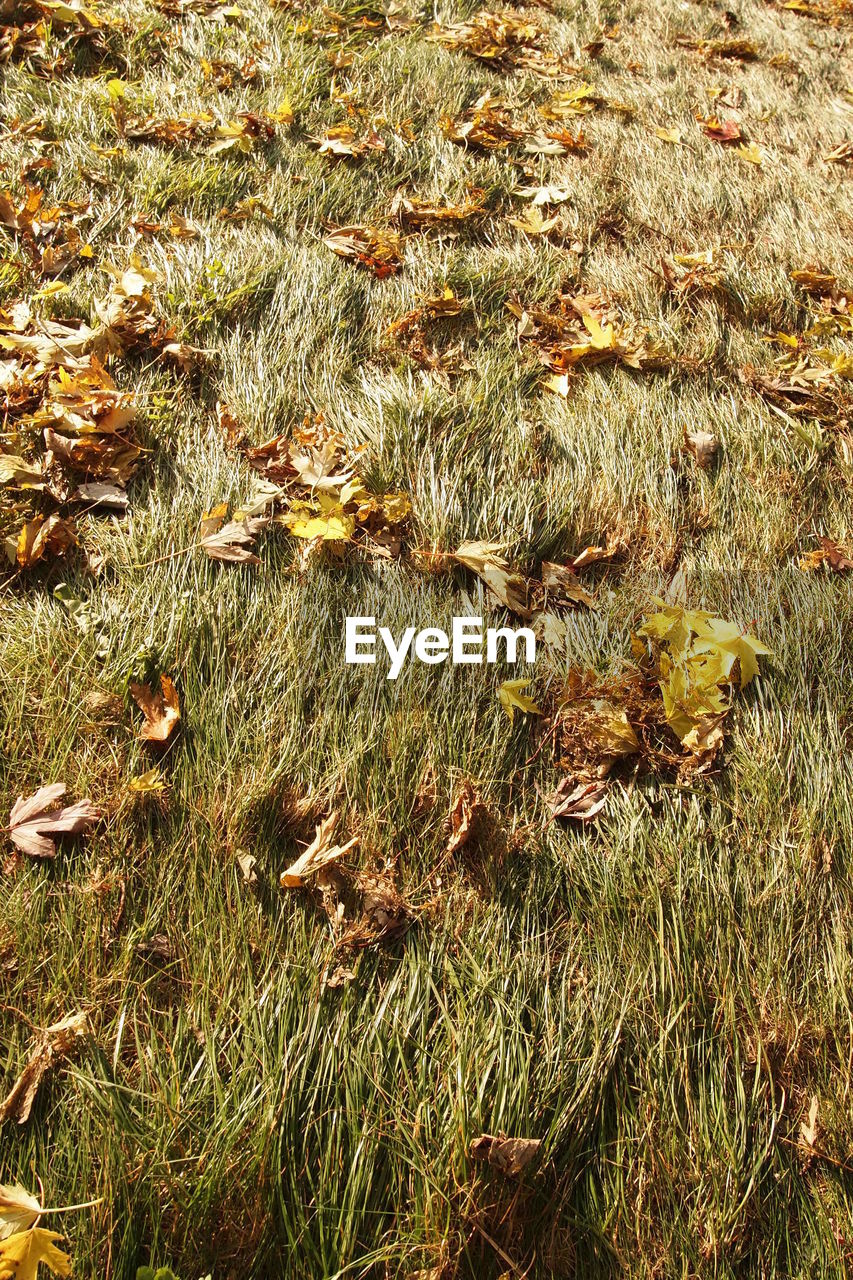 High angle view of autumn leaves on grassy field