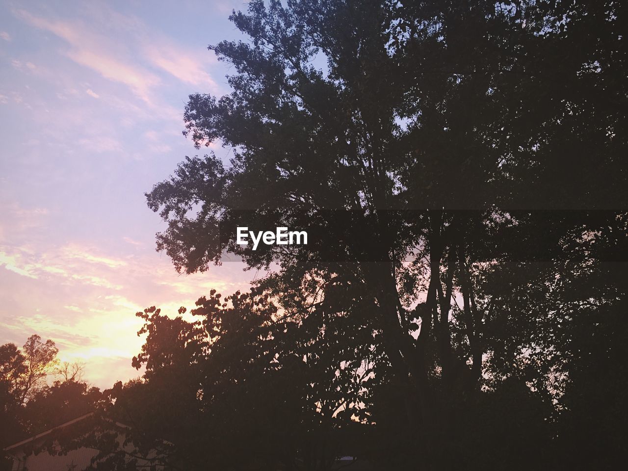 Low angle view of trees against sky