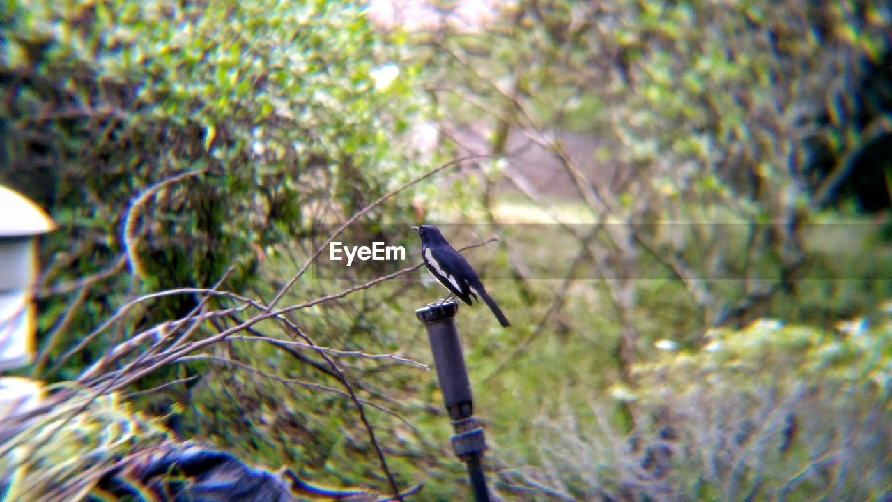 BIRD PERCHING ON BRANCH