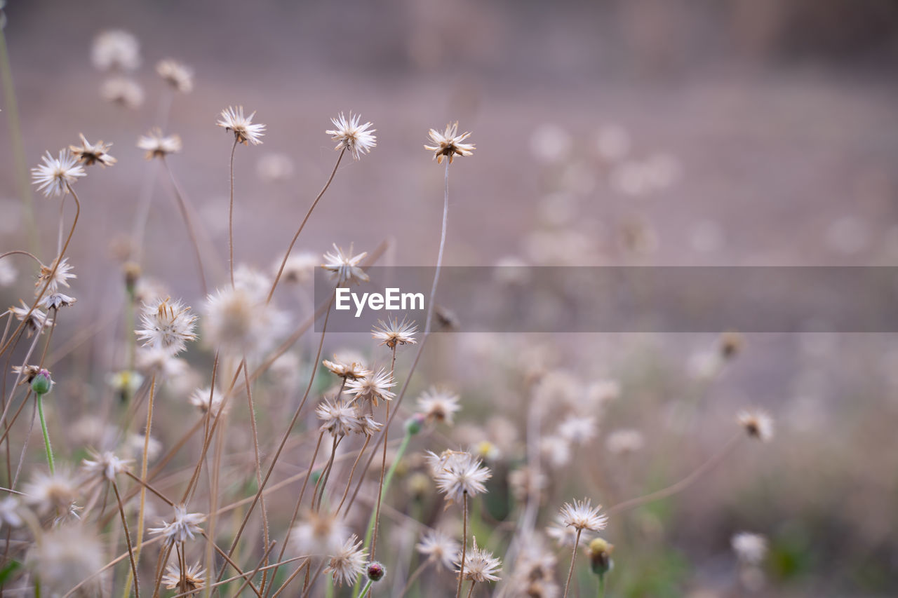 plant, flower, nature, flowering plant, beauty in nature, grass, macro photography, freshness, growth, close-up, fragility, land, no people, sunlight, selective focus, field, environment, tranquility, focus on foreground, springtime, outdoors, blossom, landscape, day, plain, meadow, summer, sky, wildflower, branch, leaf, frost, white, pastel colored, backgrounds, botany, plant stem, softness, rural scene, scenics - nature, tranquil scene