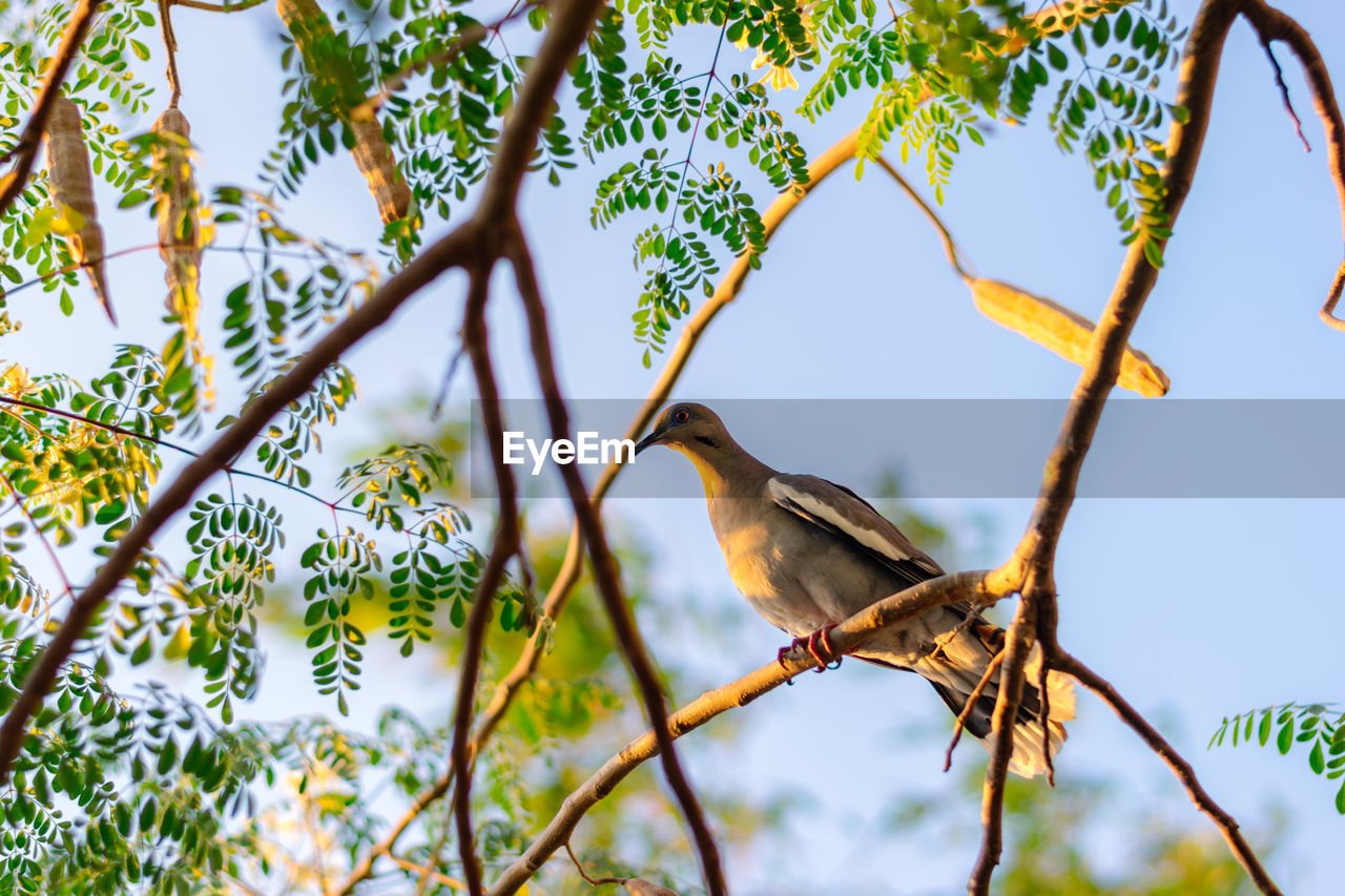 Low angle view of bird perching on branch