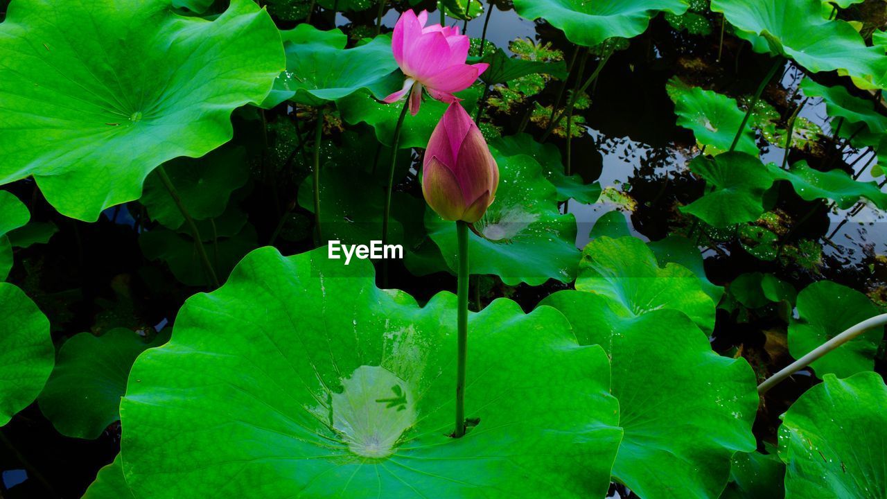 CLOSE-UP OF FRUIT GROWING IN WATER