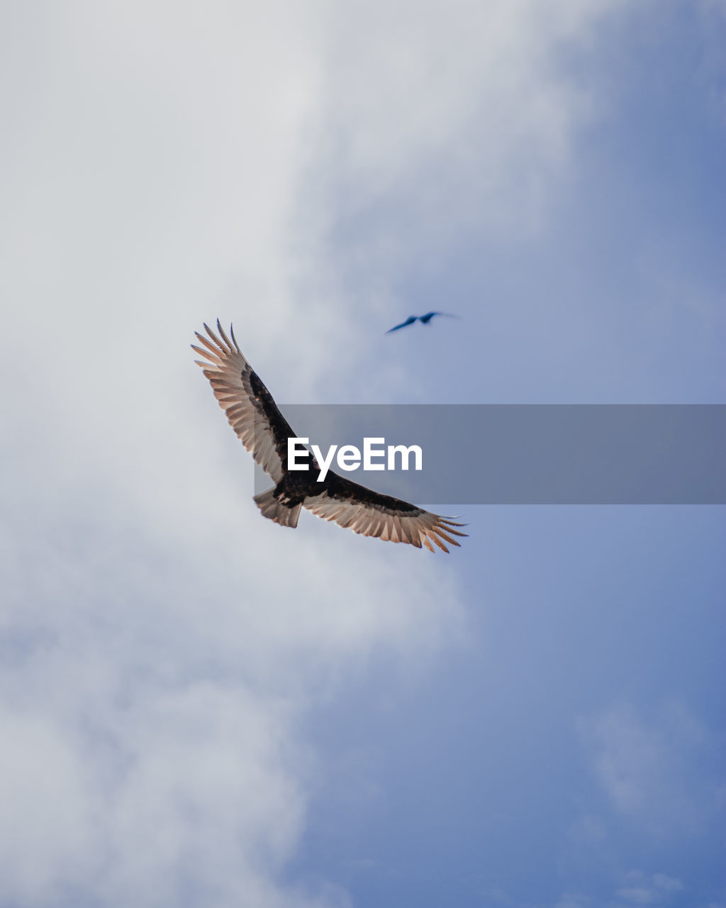 Low angle view of bird with spread wings flying in sky