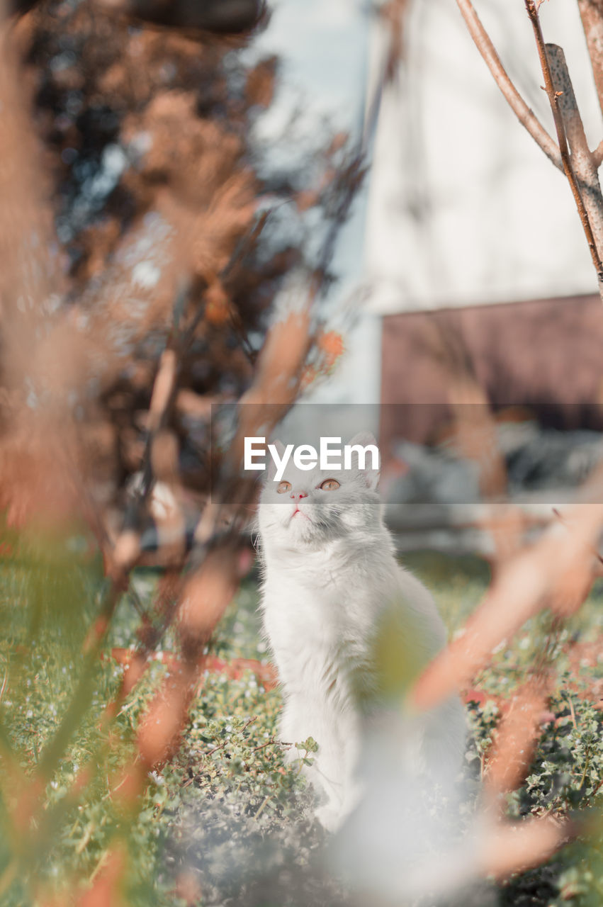 Cat looking away by plants