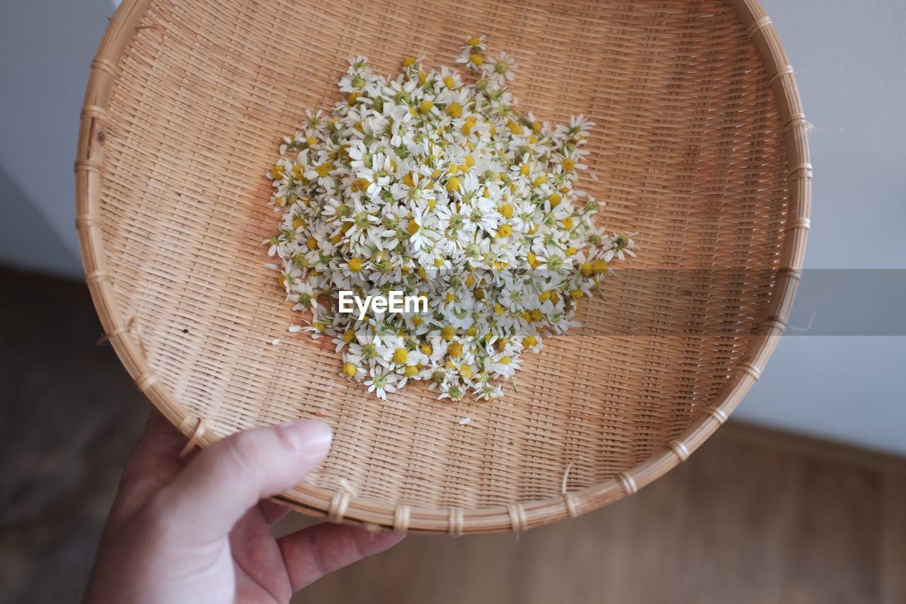 Cropped image of person holding wicker container with chamomile flowers