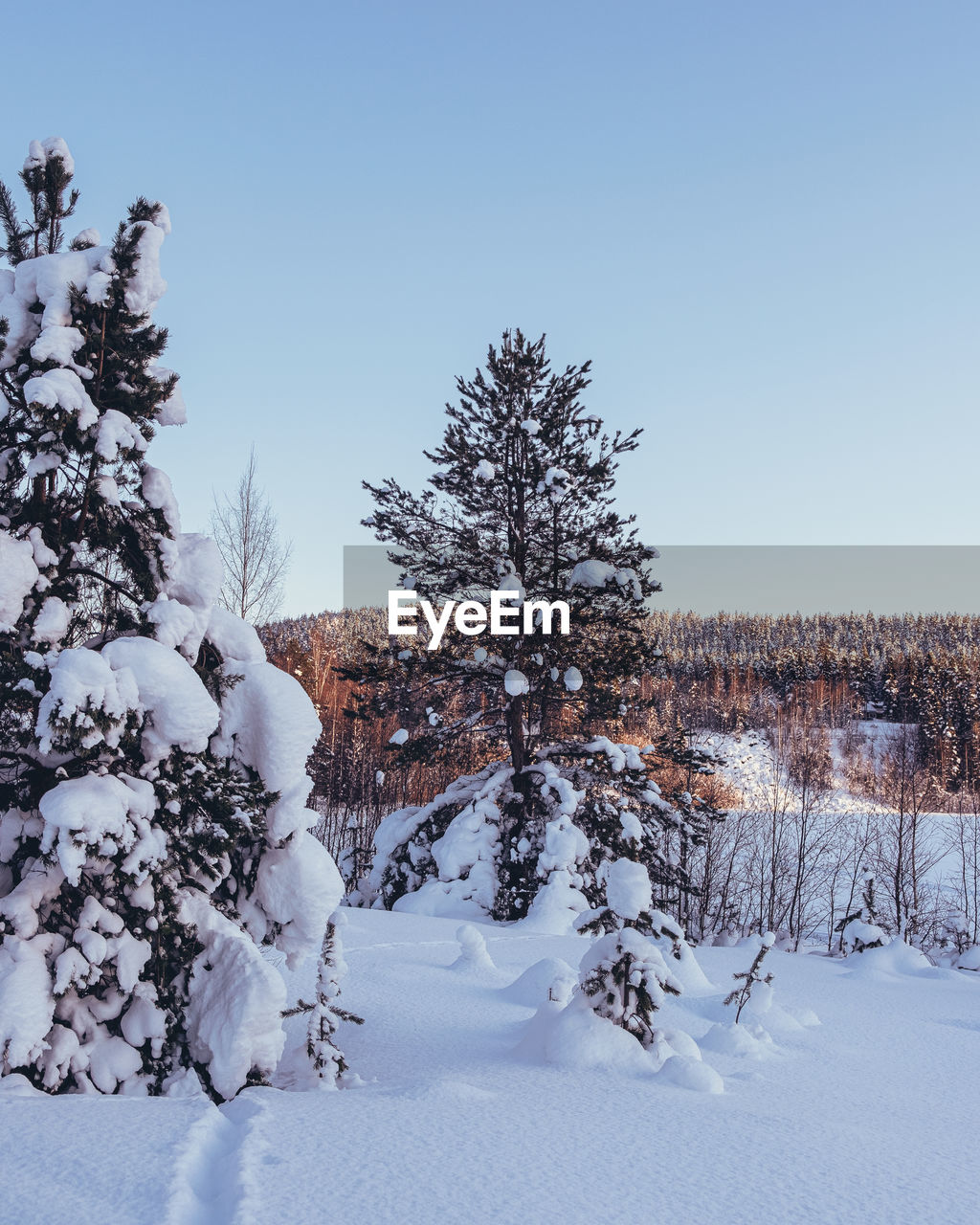 Trees on snow covered field against sky