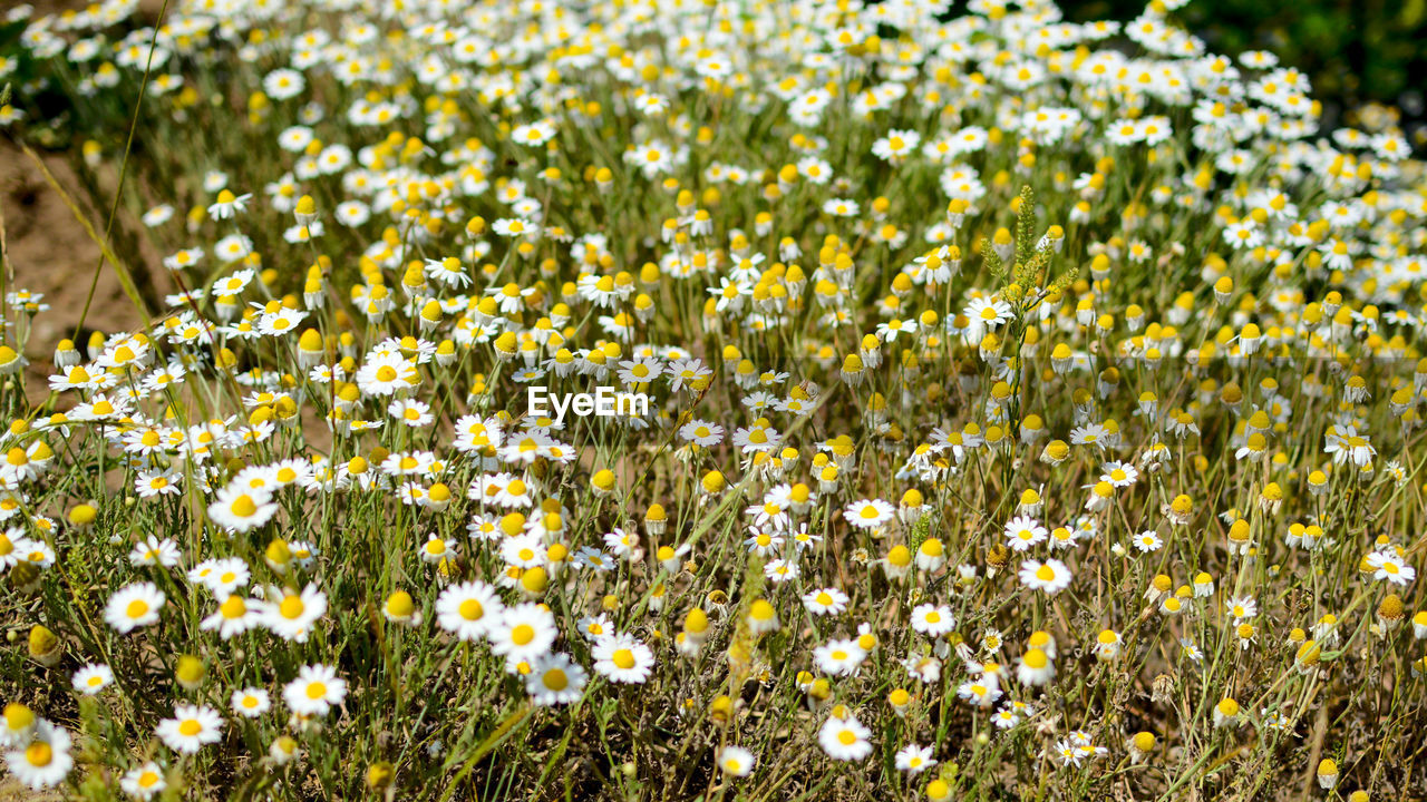 Close-up of fresh white flowers blooming in field