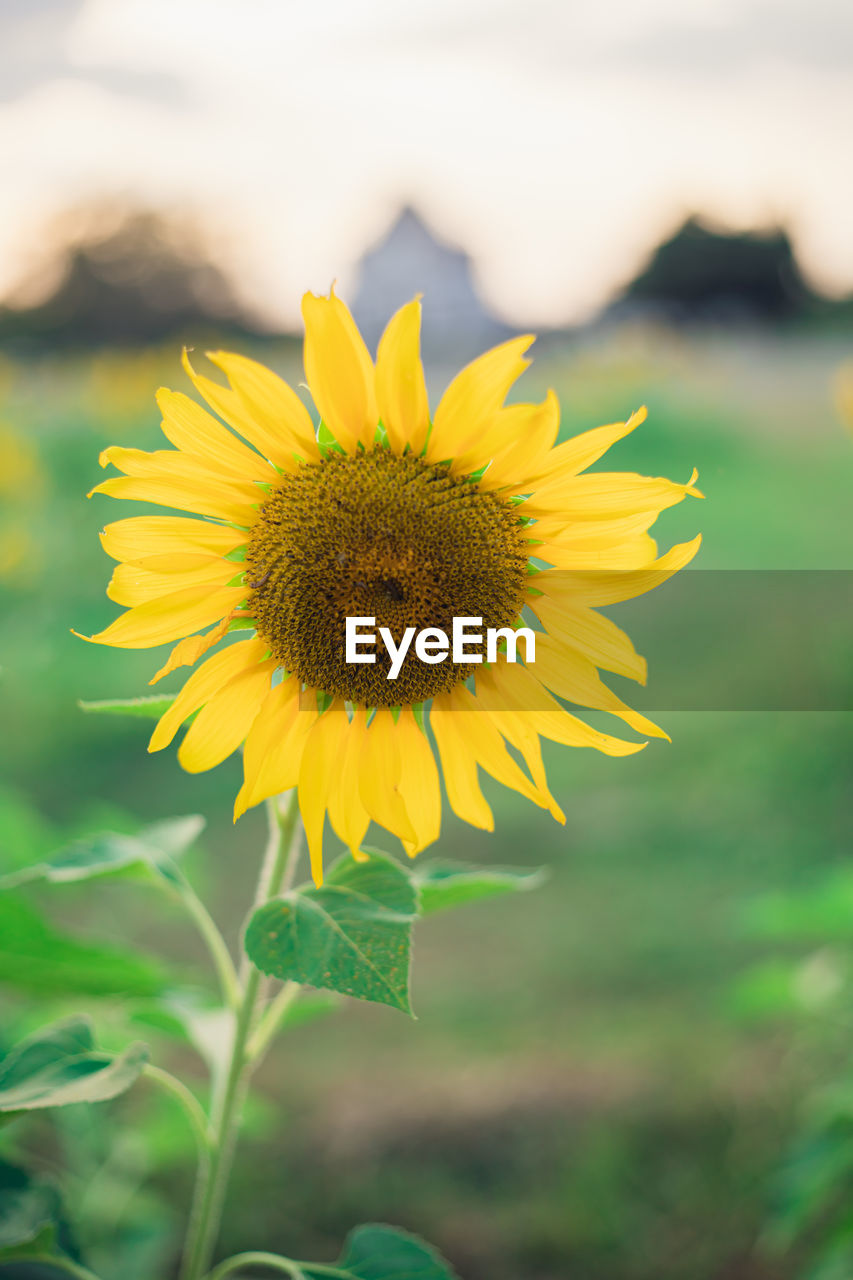 CLOSE-UP OF YELLOW FLOWER