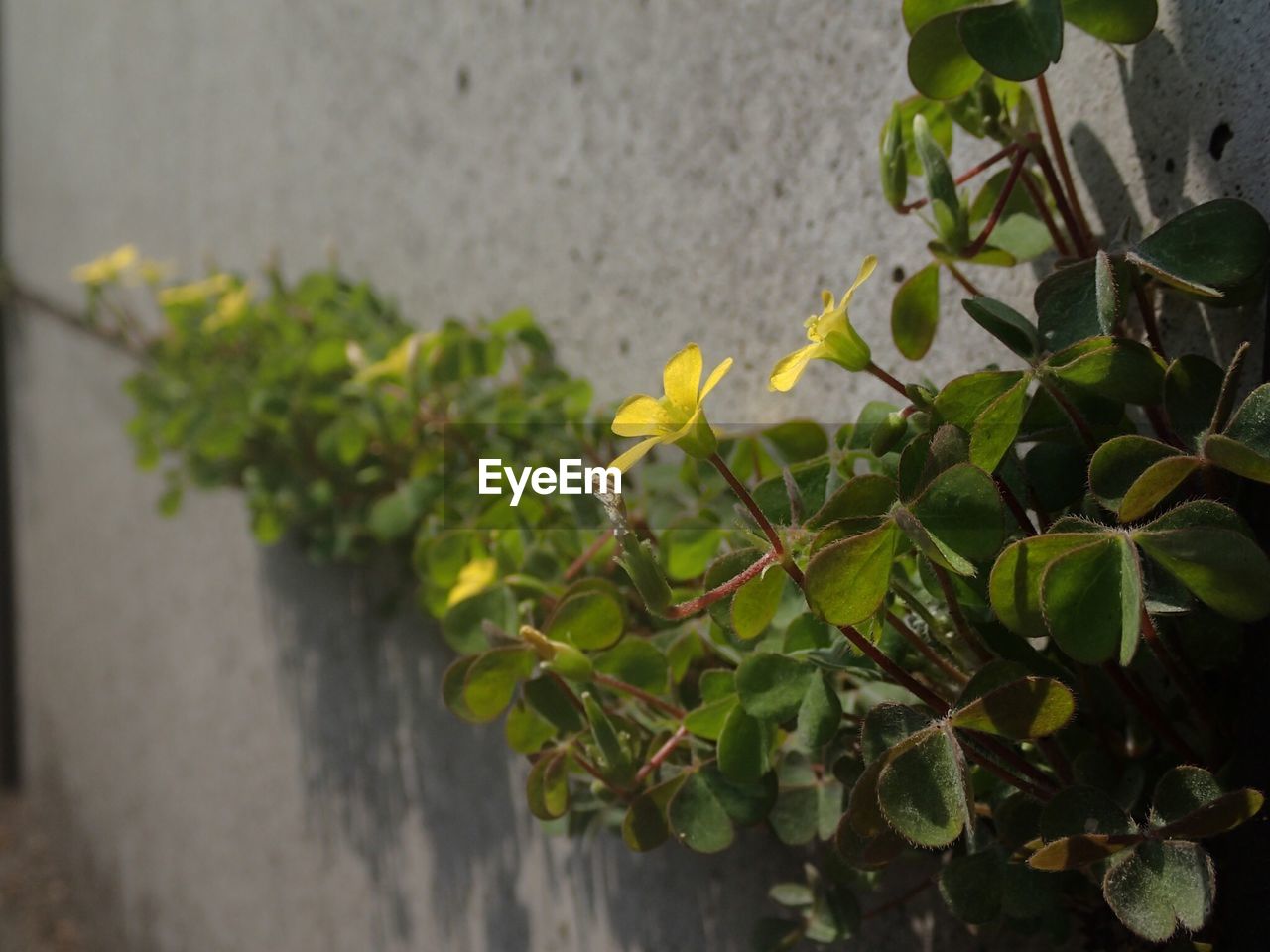 Yellow flowers growing on creeper plant outside house