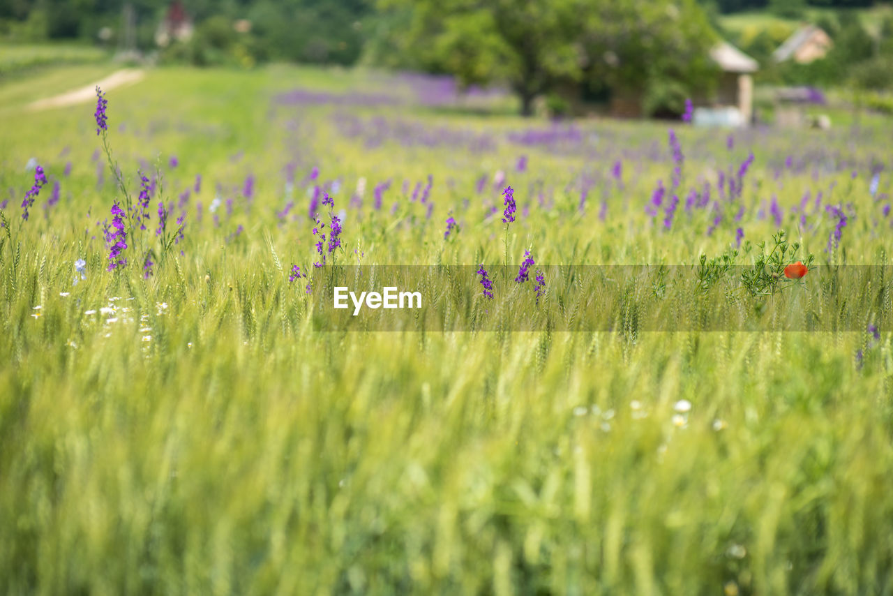 Purple flowering plants on field