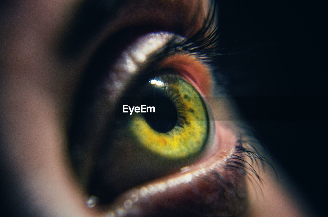 Close-up of human eye