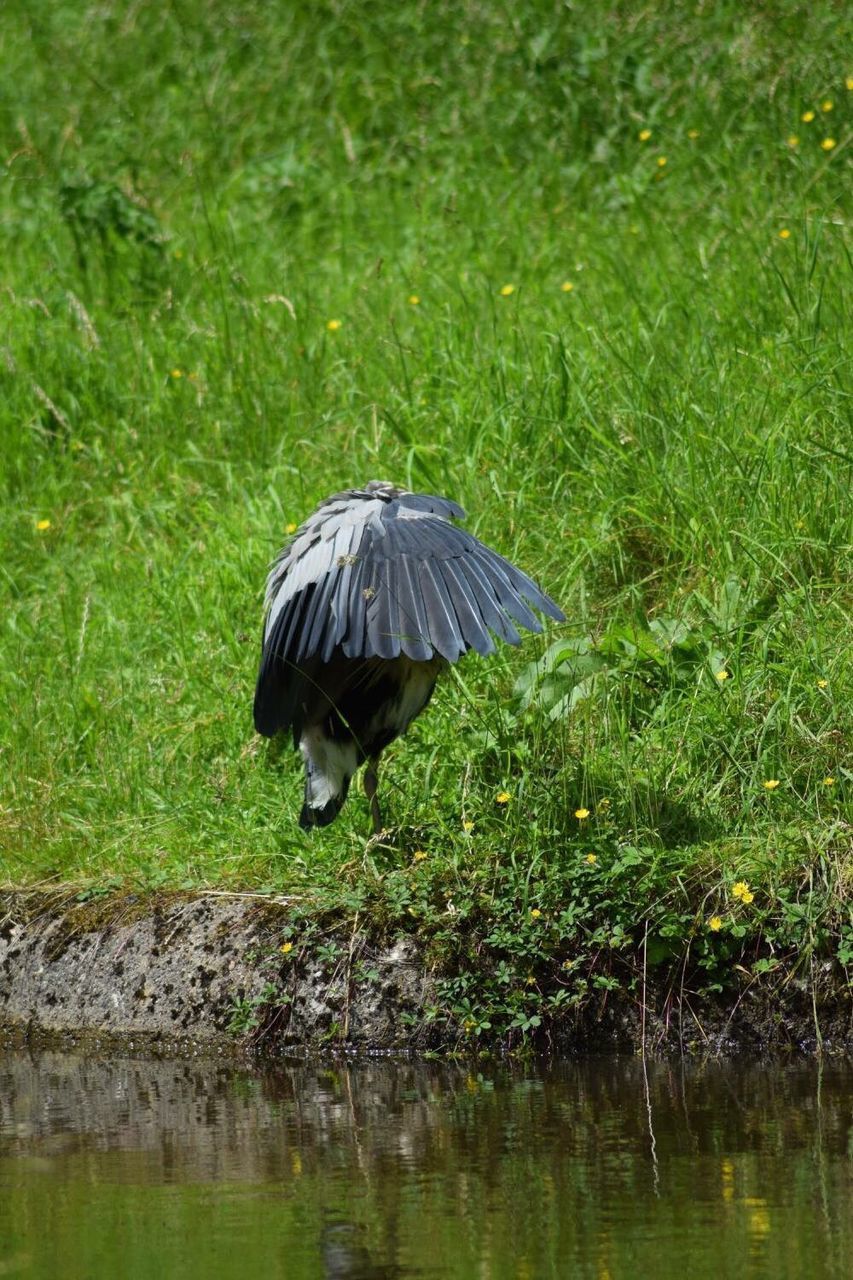 VIEW OF BIRDS ON GRASS