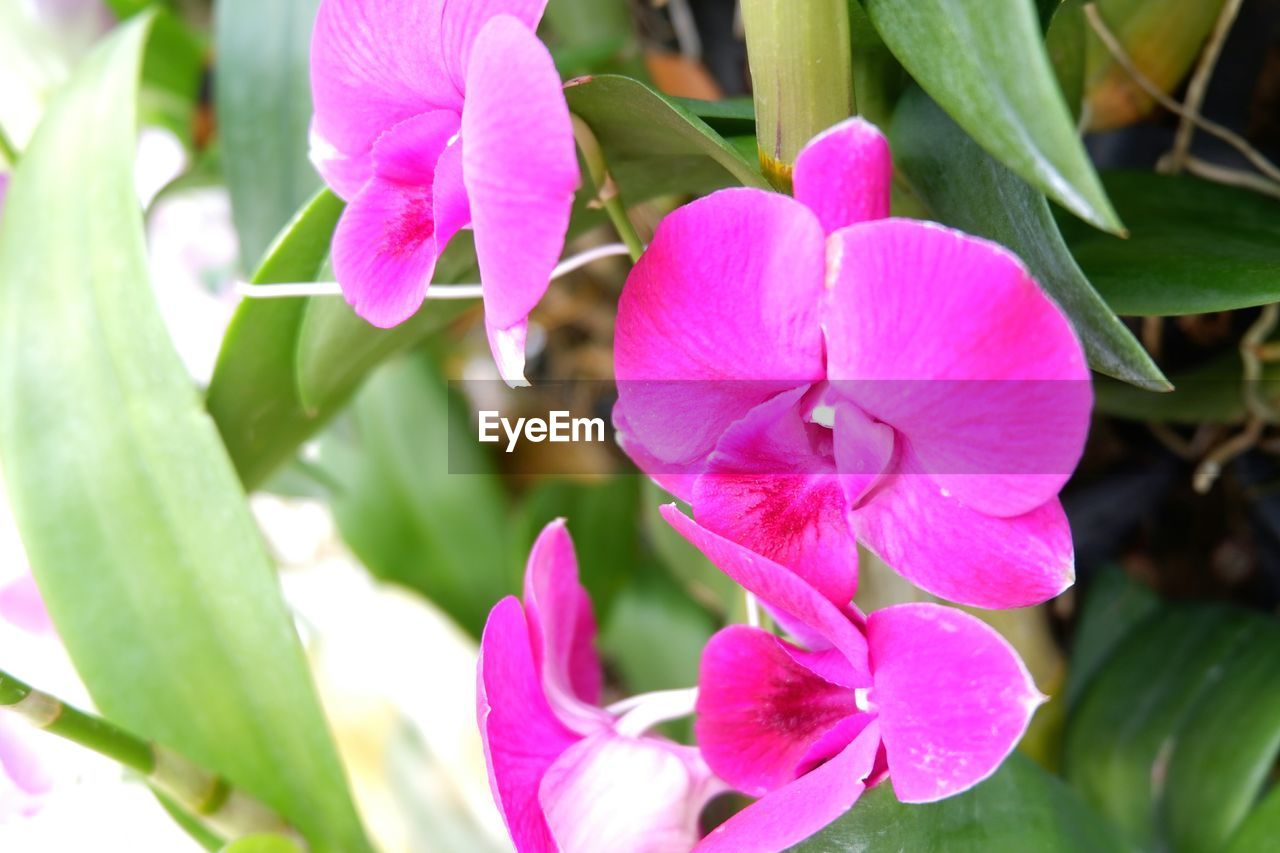 CLOSE-UP OF PINK FLOWERS