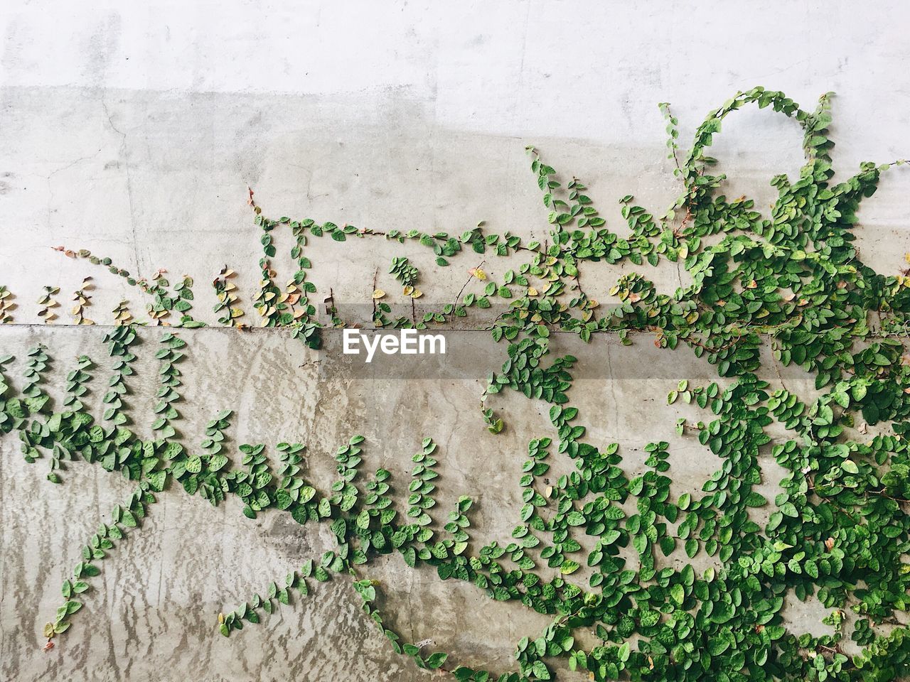 DIRECTLY ABOVE SHOT OF PLANTS GROWING ON WALL