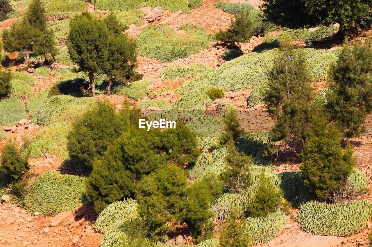 HIGH ANGLE VIEW OF TREES ON LAND