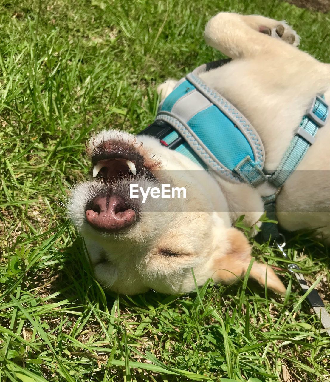 Luna in the grass