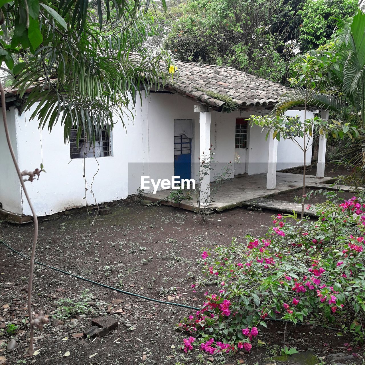 FLOWERING PLANTS BY BUILDING