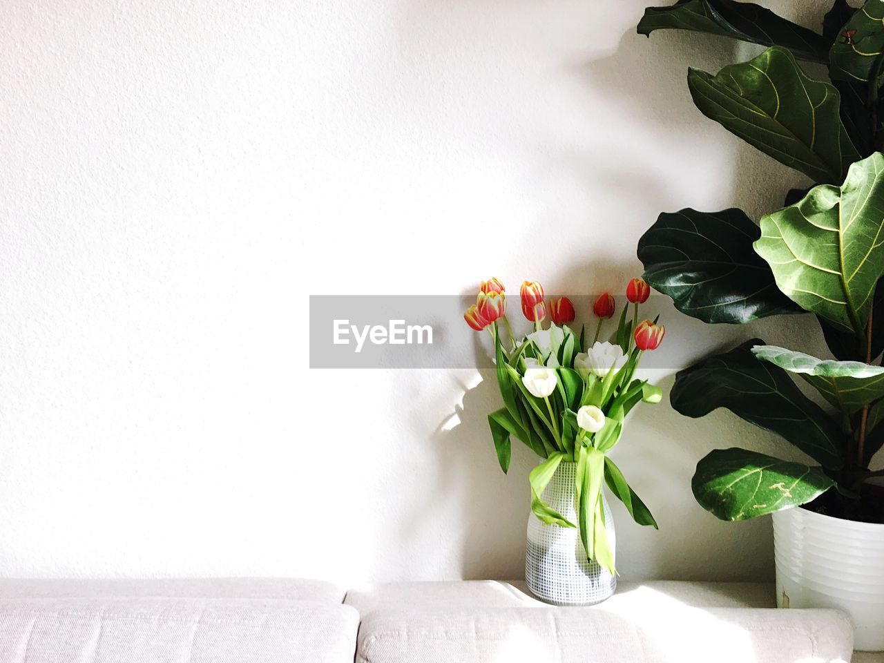 Still life with colored flowers on a white background. 