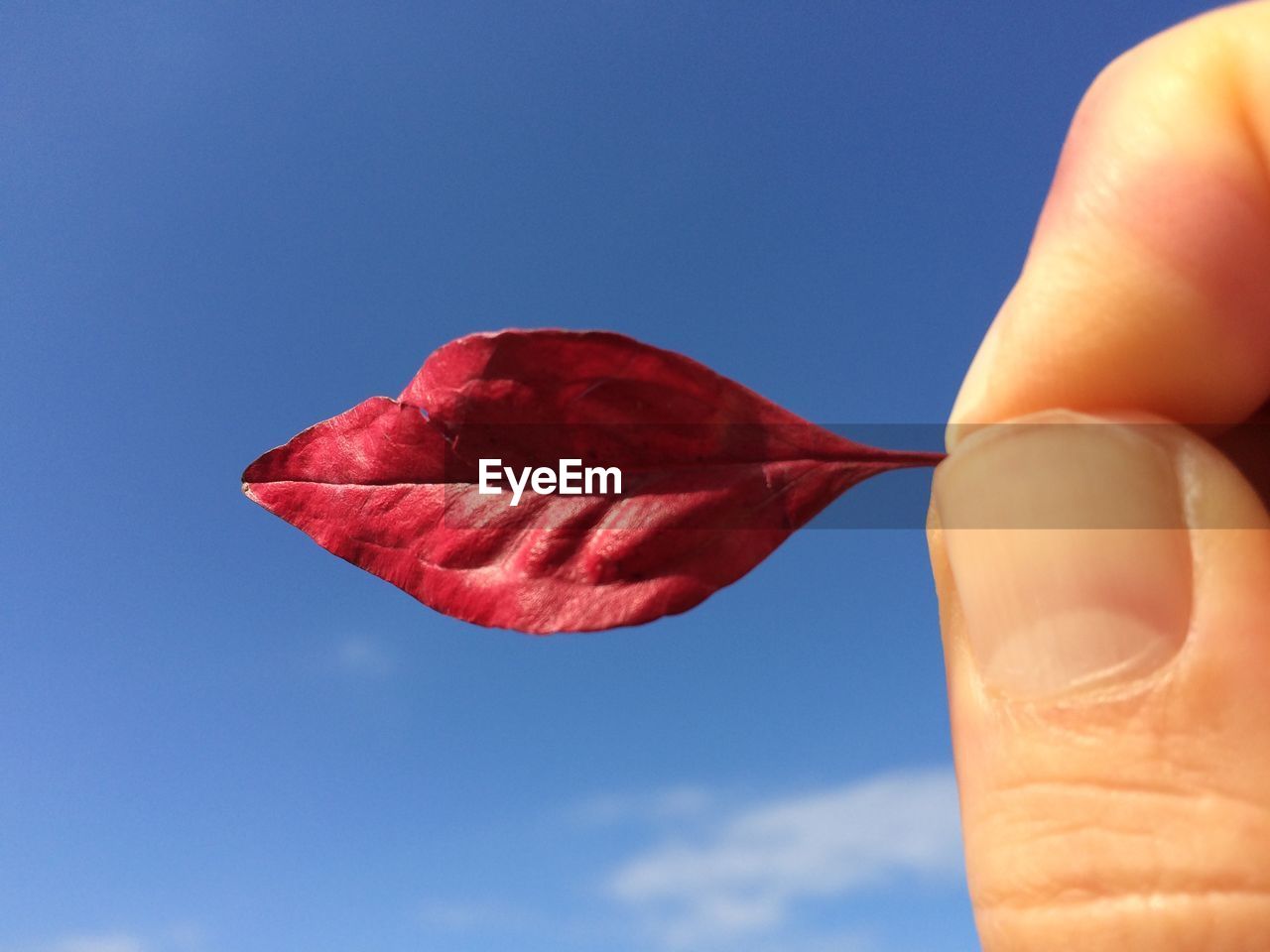 red, hand, flower, petal, blue, holding, sky, nature, plant, macro photography, close-up, finger, one person, pink, outdoors, day, beauty in nature, leaf
