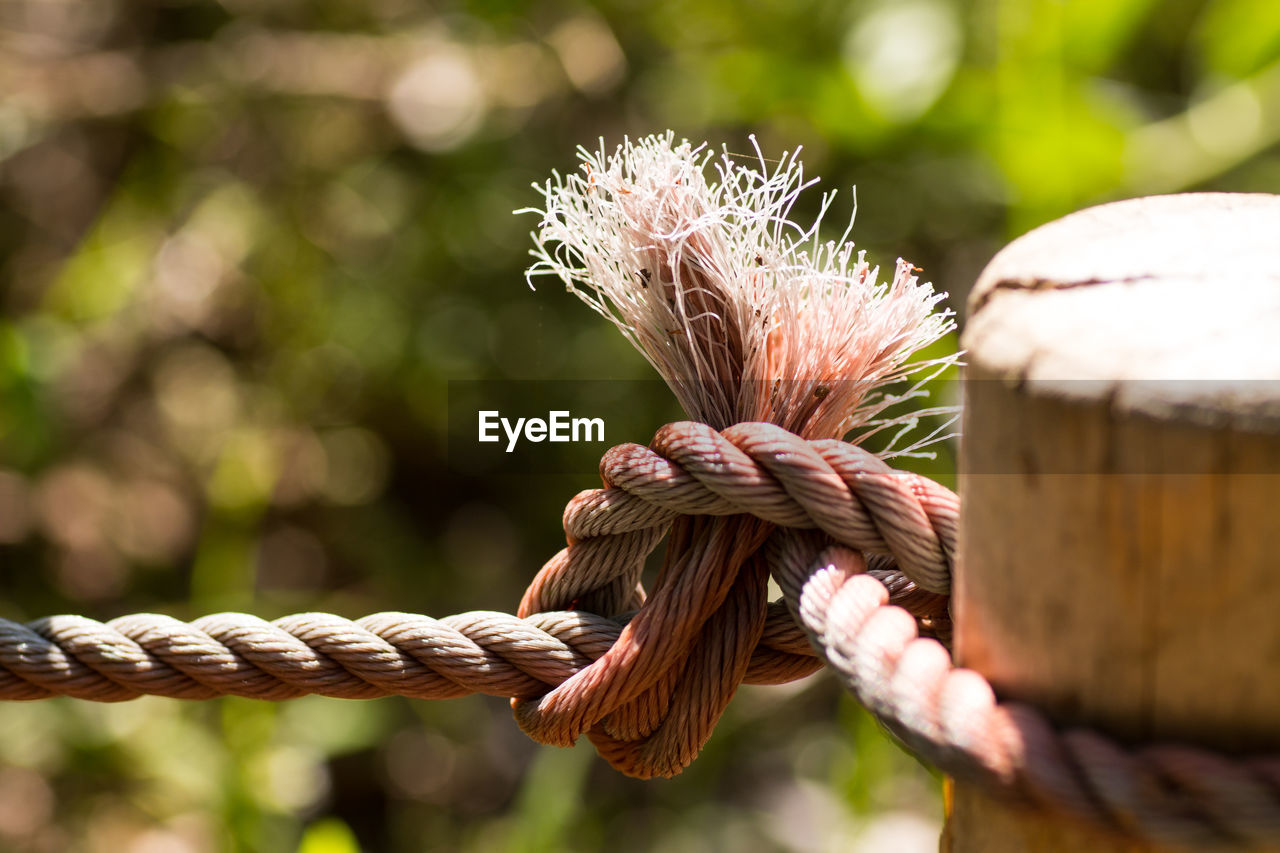 Close-up of rope tied on wood