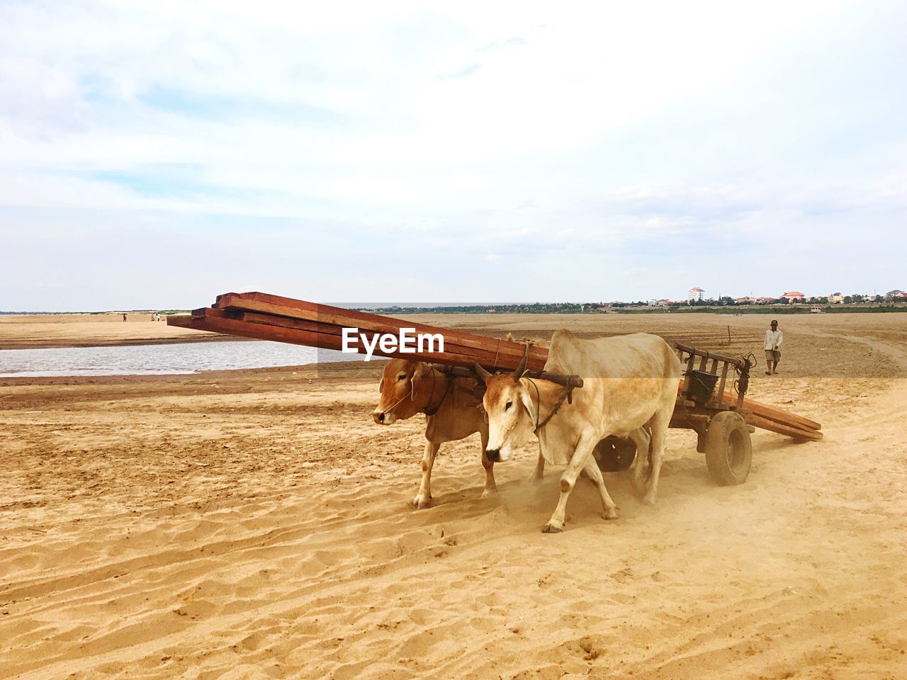 Ox cart at beach against sky
