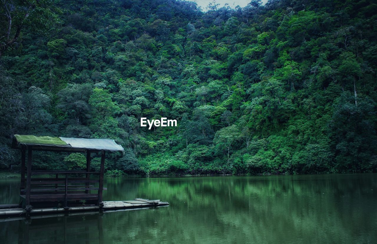 Scenic view of lake in forest