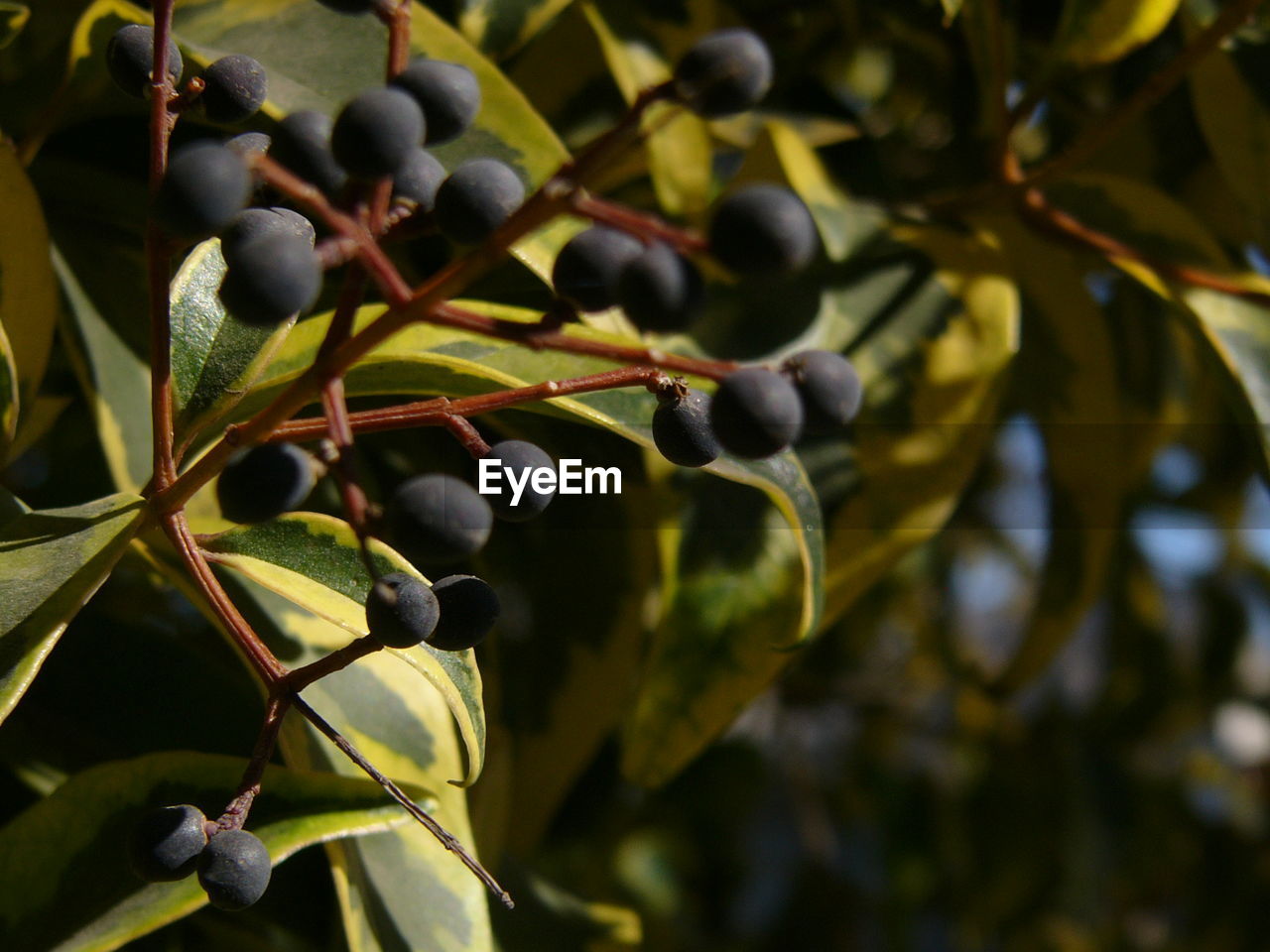 Close-up of olive tree