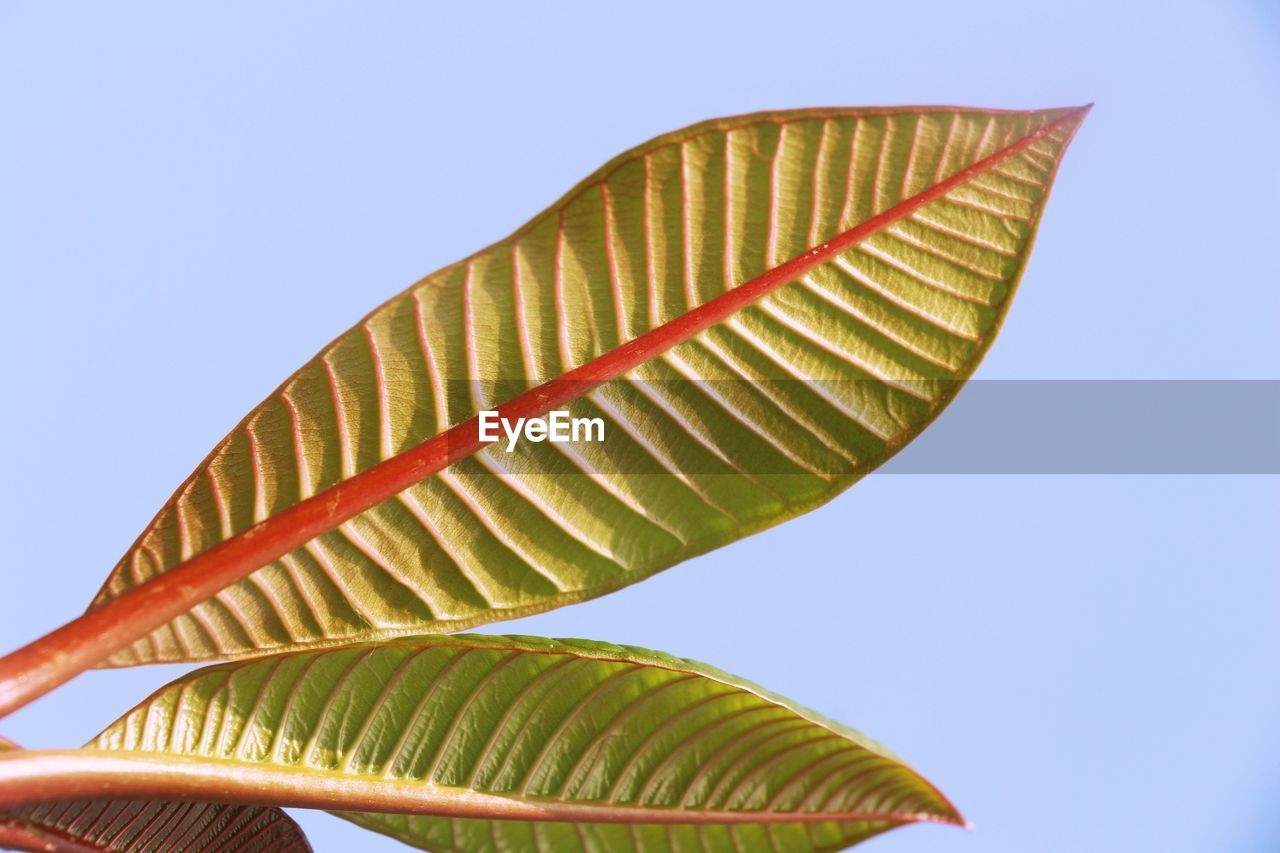 Low angle view of palm leaves against clear sky