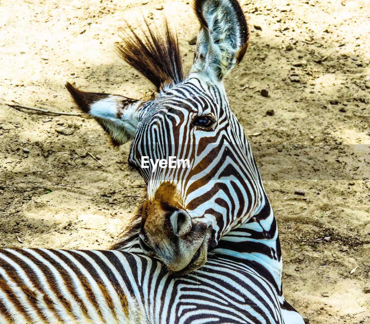 CLOSE-UP OF ZEBRA ON DIRT