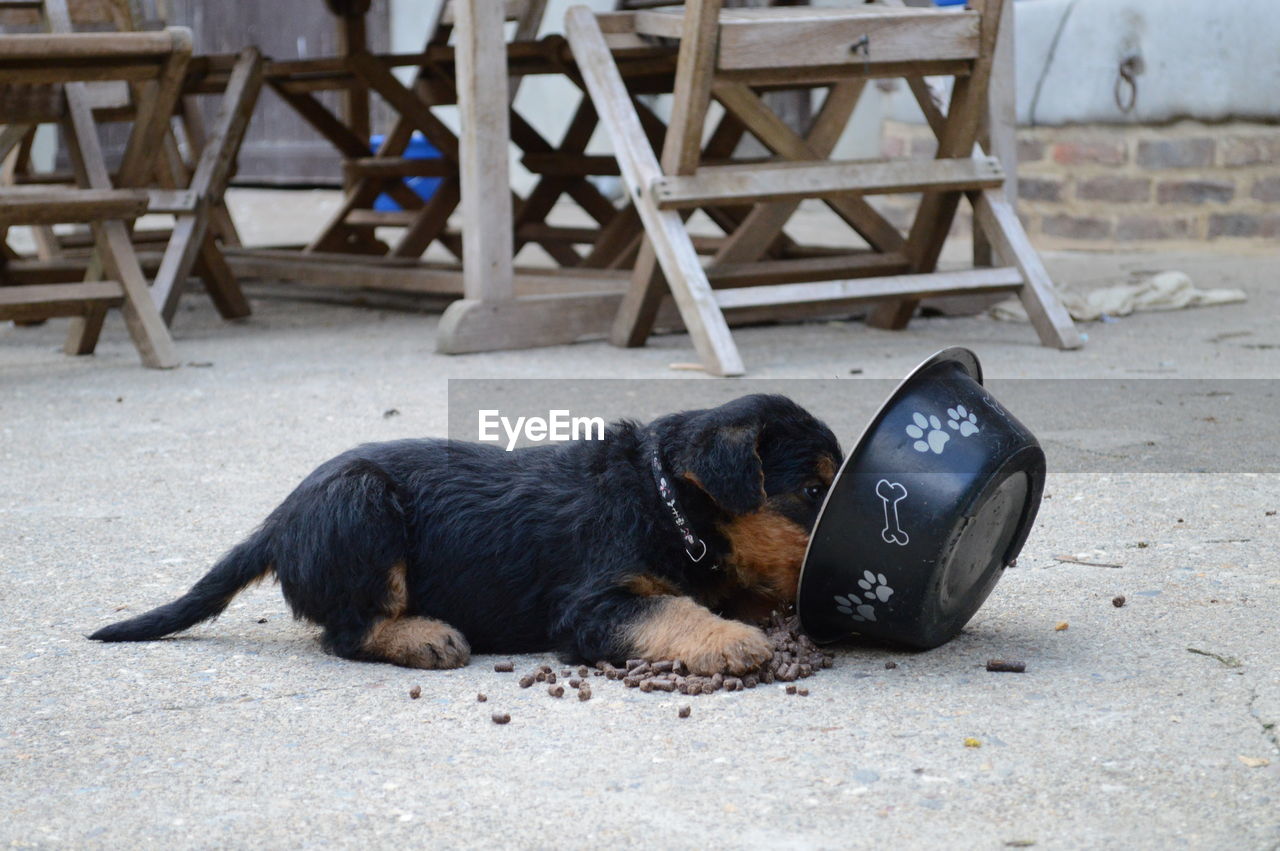 CLOSE-UP OF DOG RESTING