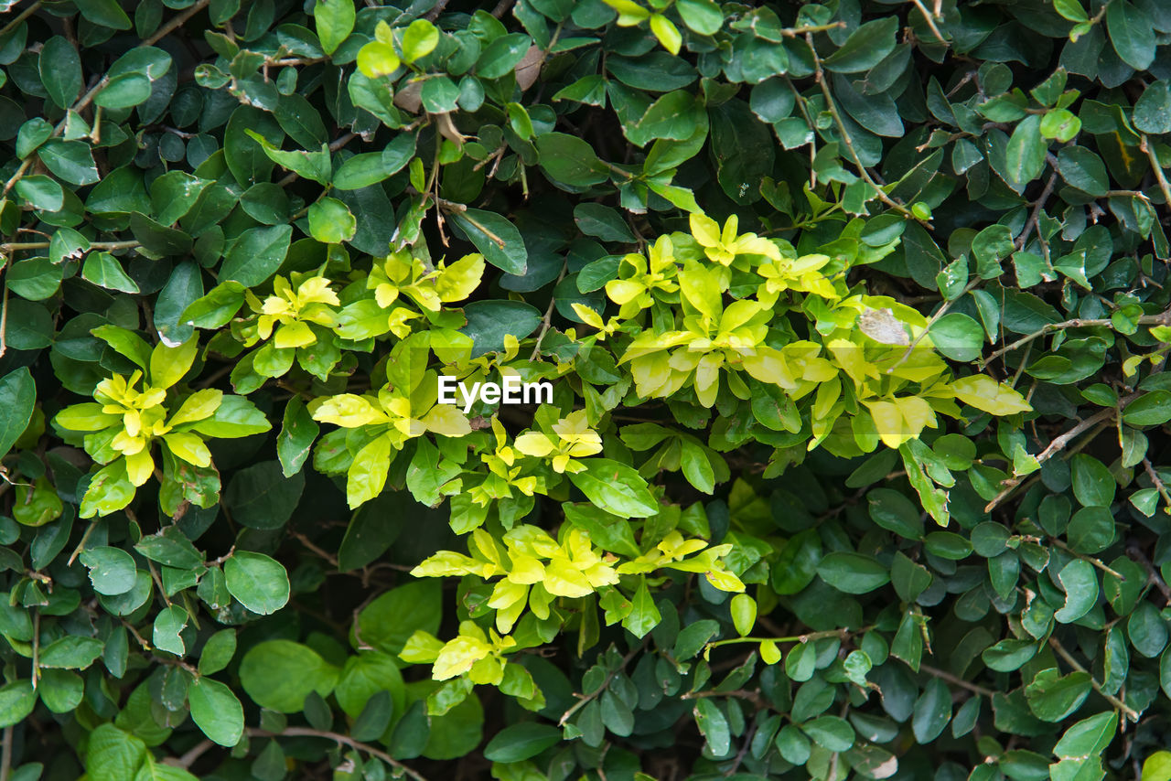 HIGH ANGLE VIEW OF IVY GROWING ON PLANT