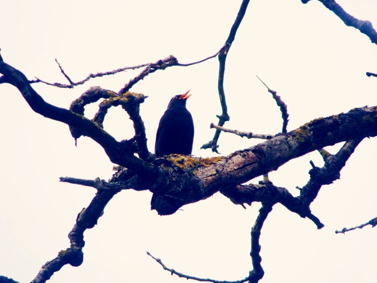 Low angle view of bird perched on branch against clear sky