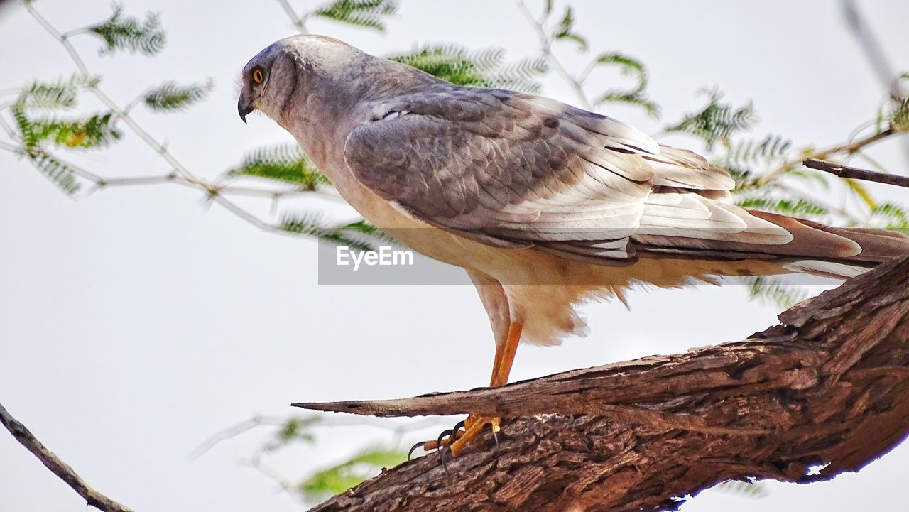 LOW ANGLE VIEW OF BIRD PERCHING ON TREE