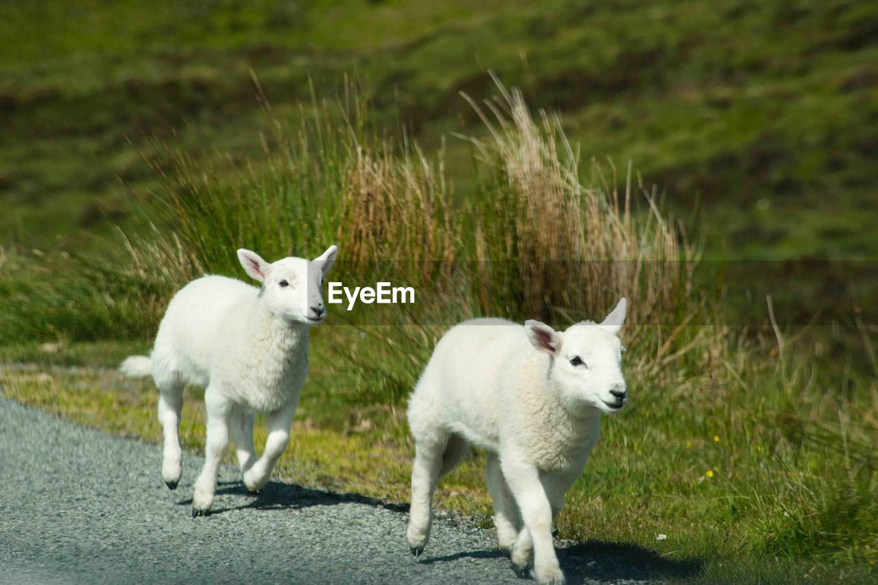 CLOSE-UP PORTRAIT OF SHEEP