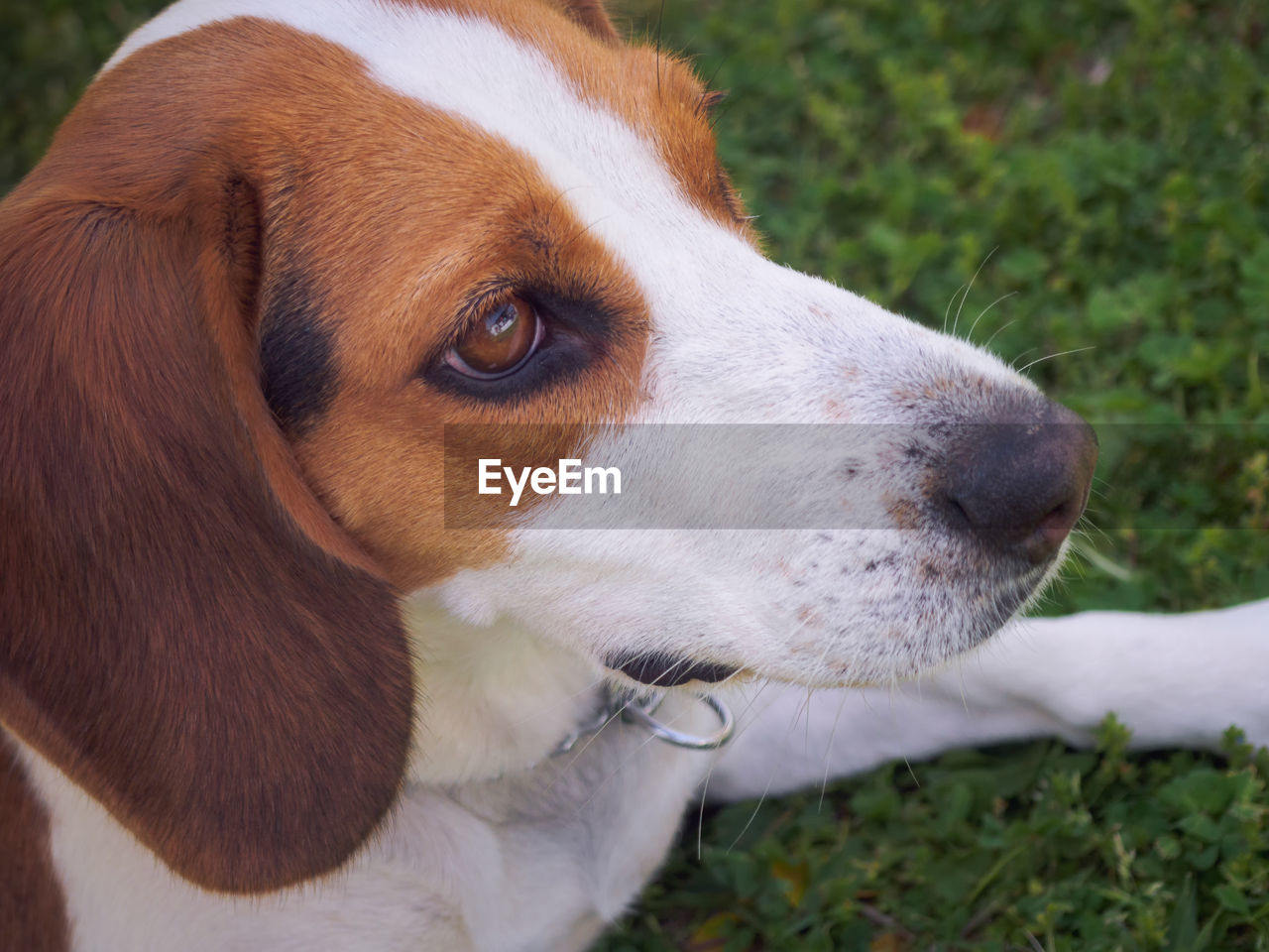 Close-up of a beagle dog looking away