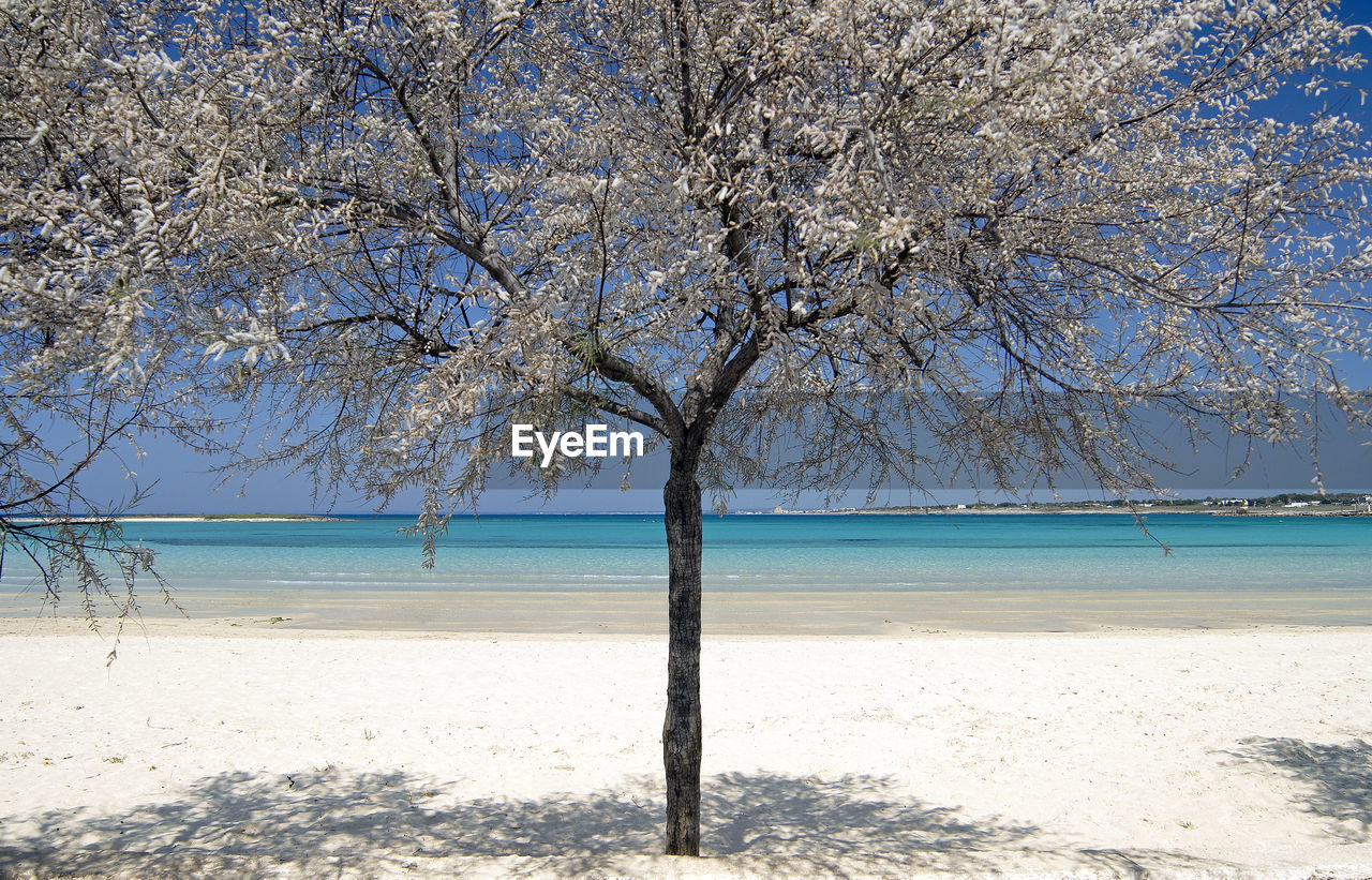 Trees on beach against sky