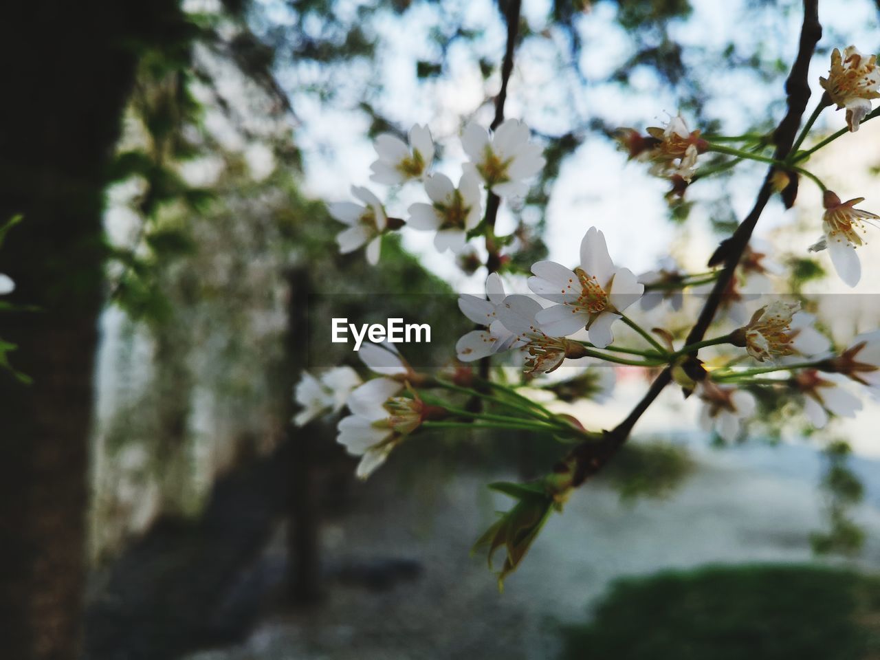 Close-up of white cherry blossom tree