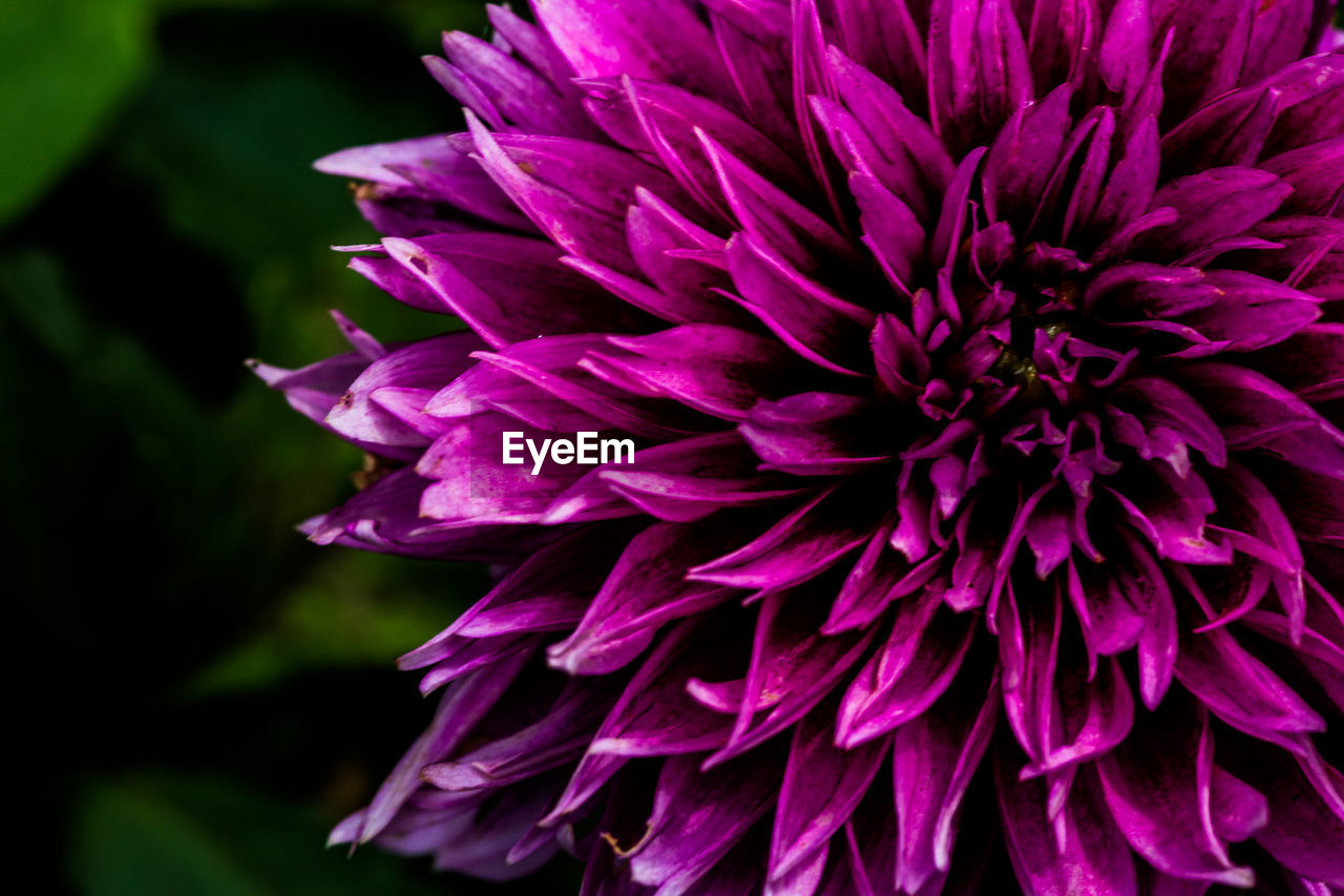 flower, flowering plant, freshness, plant, beauty in nature, fragility, petal, inflorescence, flower head, close-up, purple, growth, nature, macro photography, pink, magenta, no people, focus on foreground, dahlia, springtime, blossom, botany, outdoors, plant stem