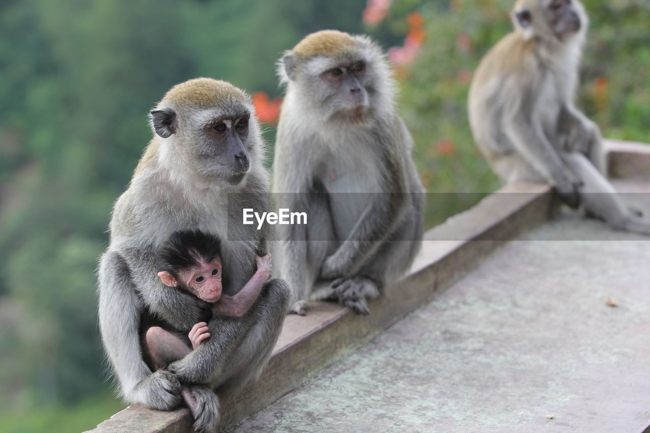 Monkeys on railing