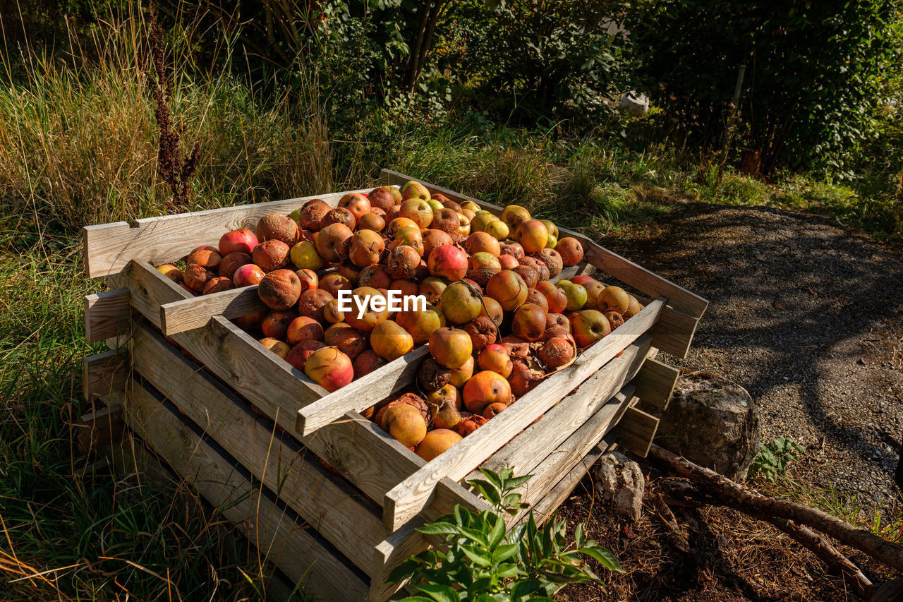 Rotten apples on a compost heap in a garden in autumn waste