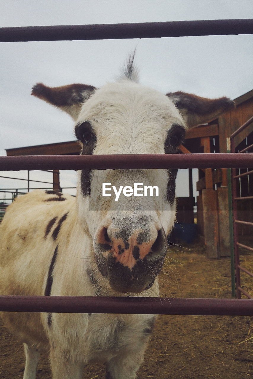 Front view of a donkey behind bars