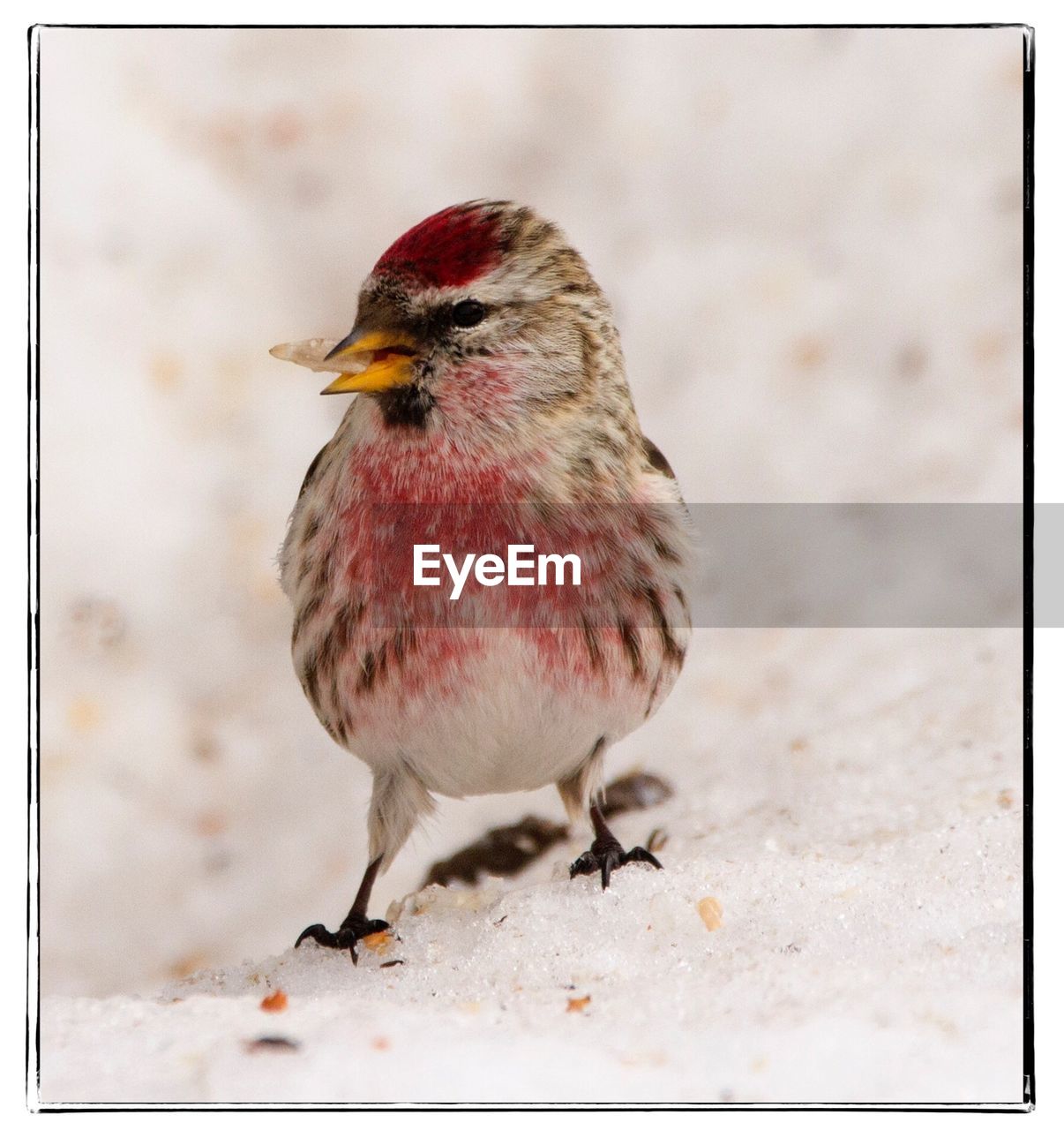 CLOSE-UP OF BIRD PERCHING ON WOOD