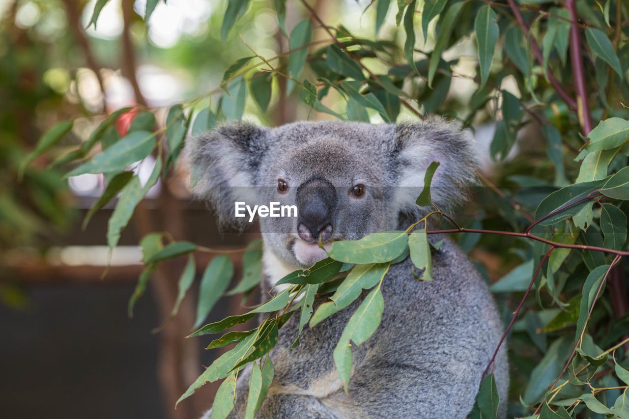 Close-up of koala on tree