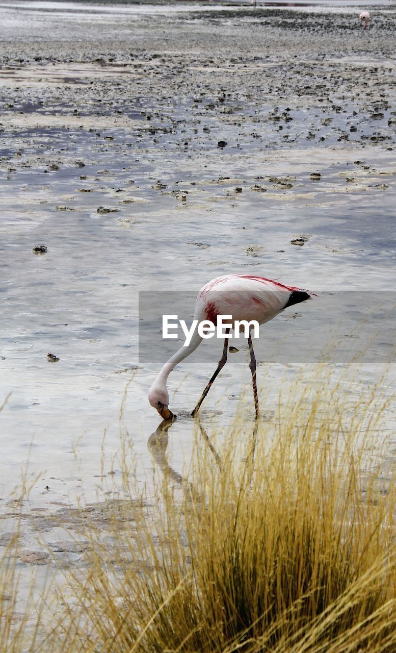 Panoramic view of lagoon laguna de canapa with flamingo at uyuni in bolivia,south america