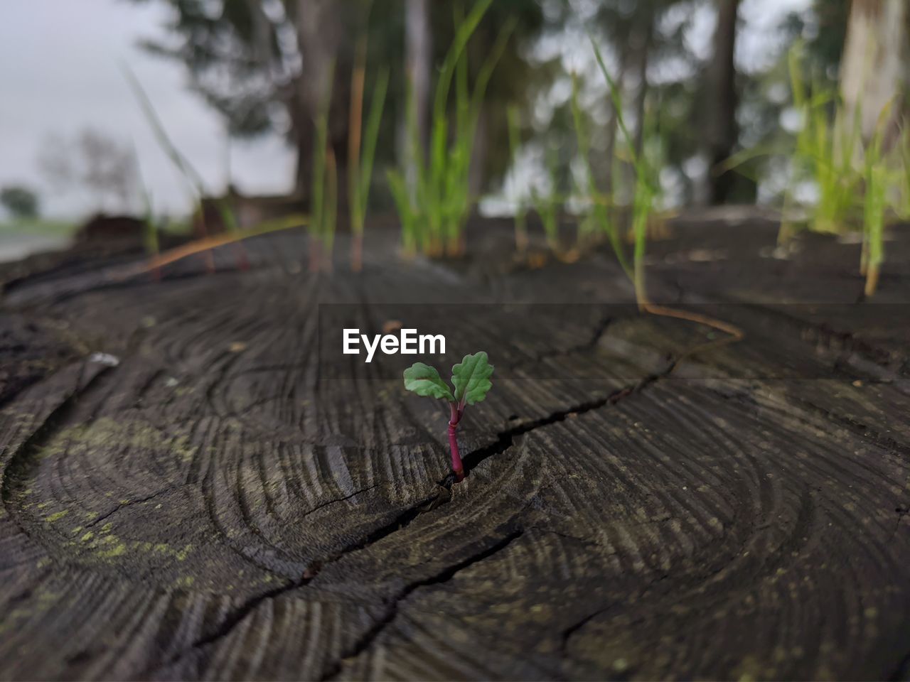 CLOSE-UP OF TREE STUMP ON WOOD